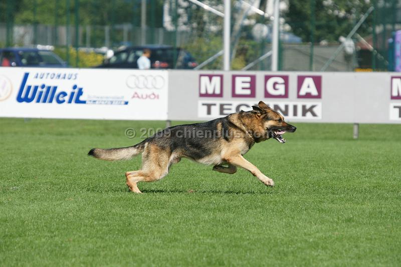 Branko vom Banholz68.JPG